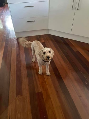 Reviewer's Cavoodle with a fresh, short haircut after being groomed with the GroomMate Pet Grooming Kit.