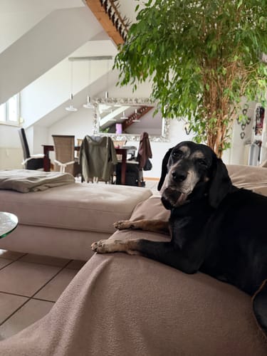 Der ältere, schwarze Hund eines Kunden mit glänzendem Fell liegt entspannt auf einem Sofa.