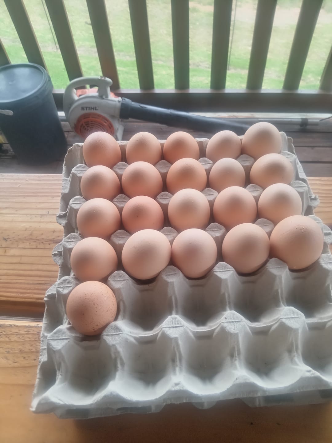Customer photo review of Avi Layer & Breeder (Fertility, Egg Quality & Skeletal Support for All Birds)