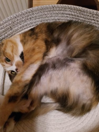 Customer photo review of Patsli® Skin & Hair