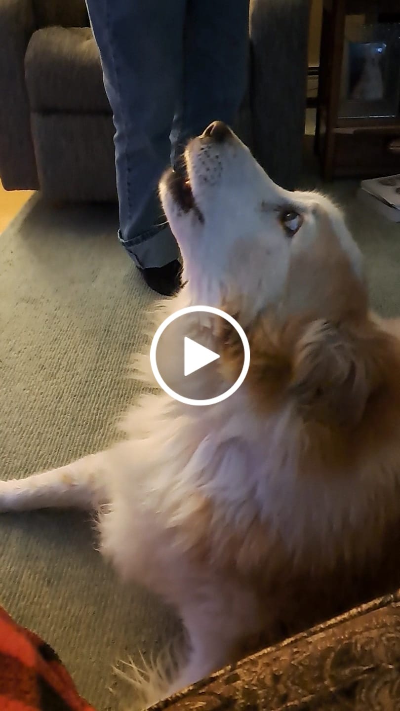 Customer video review of CBD Oil for Dogs | Full Spectrum Hemp