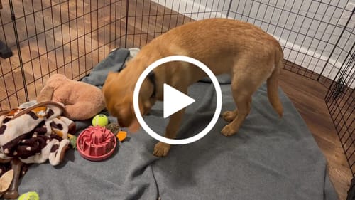 Customer video review of FreezStar - Long-Lasting Star Chew