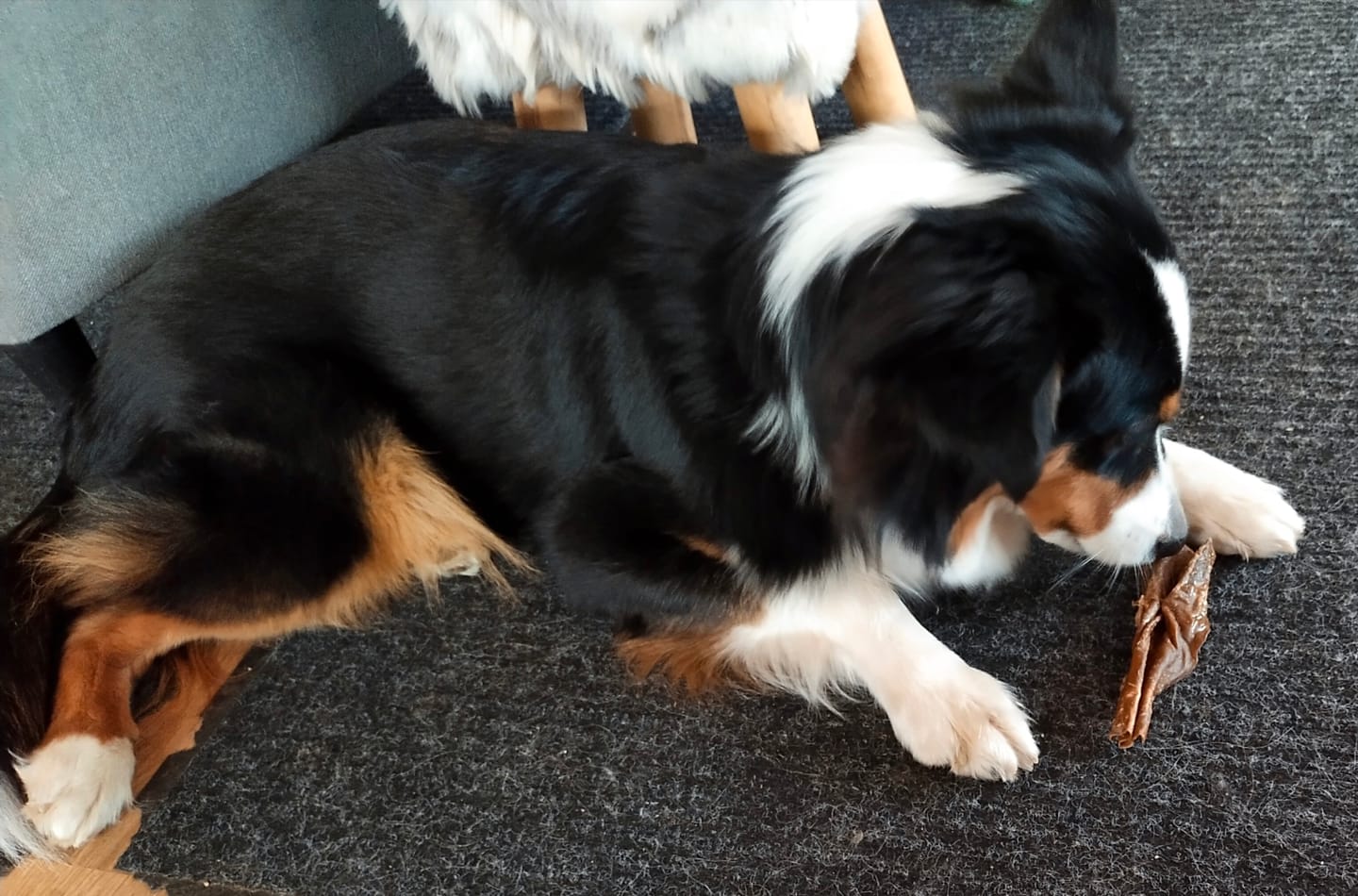 Customer photo review of Pferdekopfhaut für Hunde