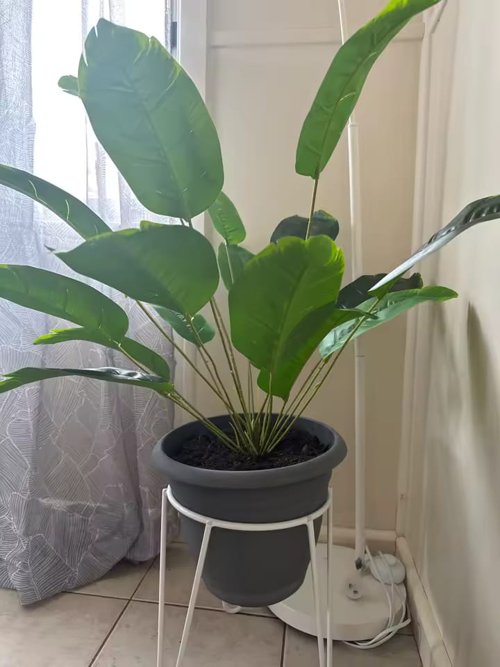 Customer photo review of Large Artificial Palm Tree – Real Touch Banana Plant