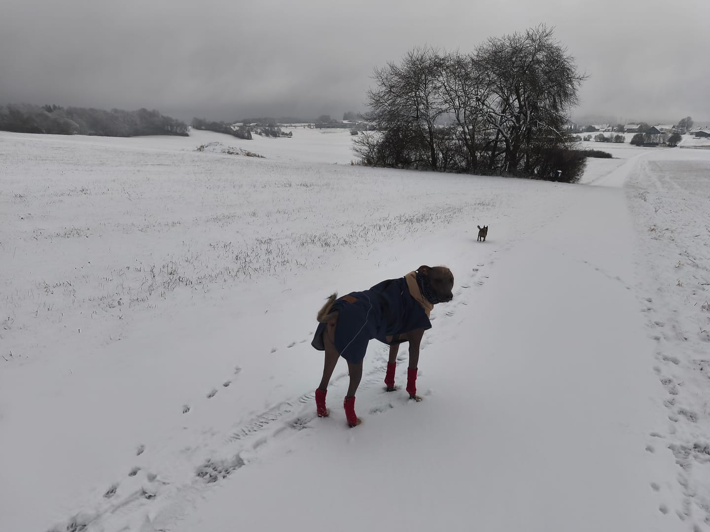 Customer photo review of Stretchy Fleece Dog Leg Warmer Sleeves