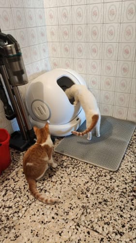 Customer photo review of The Easiest Way to Keep Cat Litter Off Your Floors — No Mess, No Stress
CleanPaws™ Litter Mat