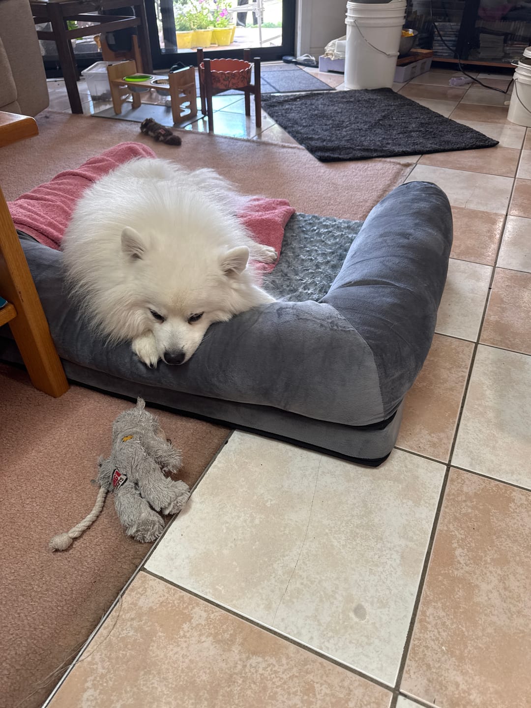Customer photo review of Pet Sofa Bed