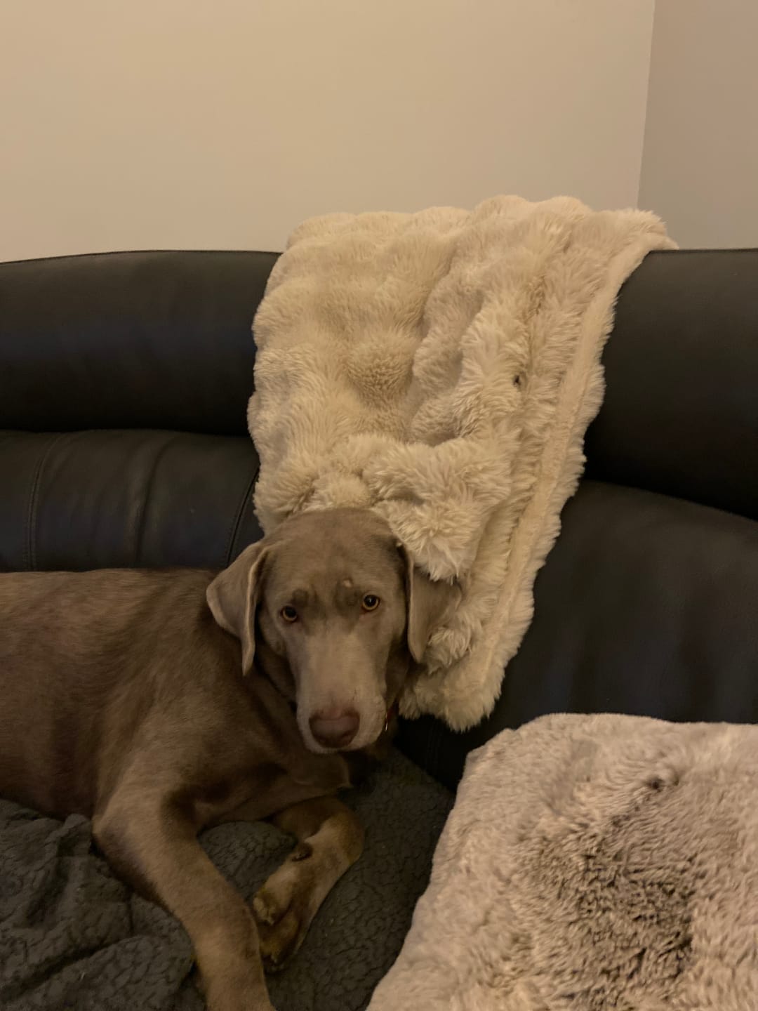 Customer photo review of Nordic Cozy Blanket