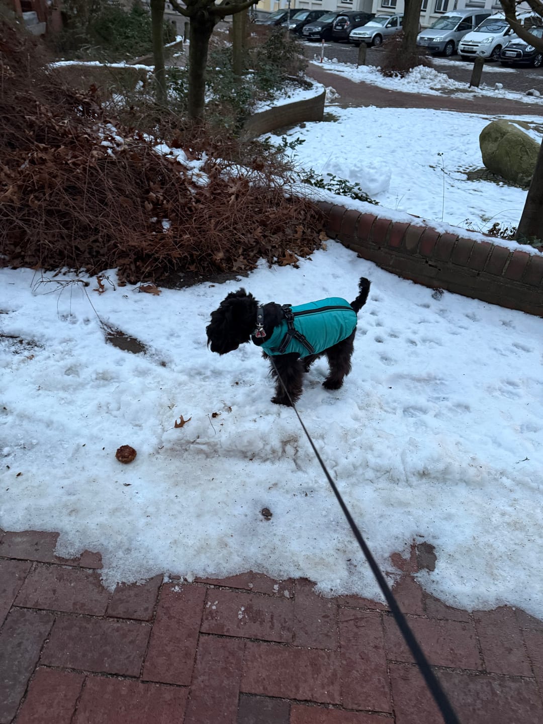 Customer photo review of Emmalove - Wasserdichter Hundemantel Extreme