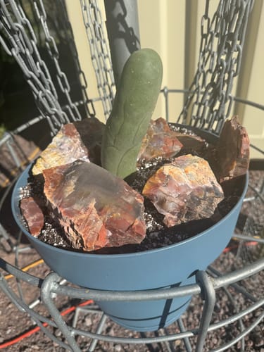 Customer photo review of Trichocereus Bridgesii Monstrose | Long Form | Type A | Penis Cactus