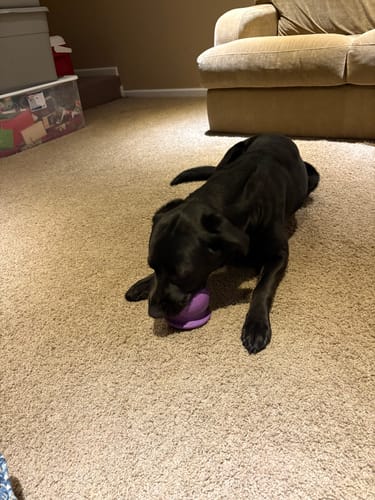 Customer photo review of Freezball - Durable Fillable Dog Chew Bone