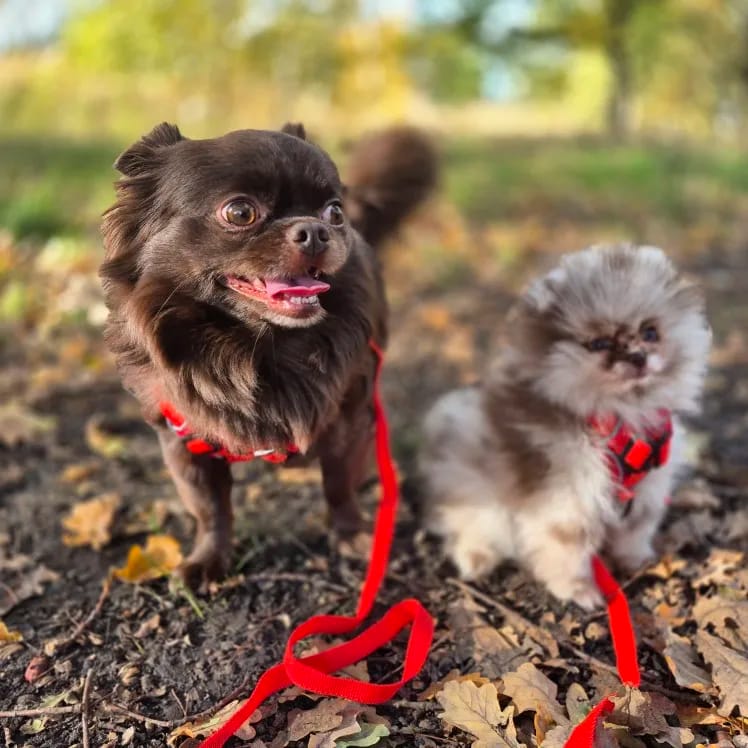 Customer photo review of Harness and Leash Set for Small Dog and Cat