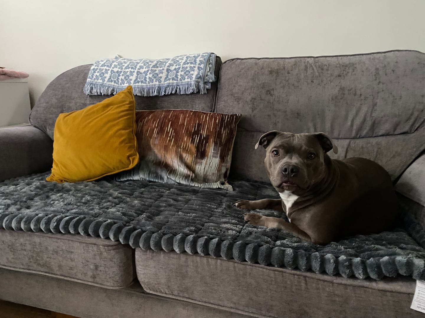 Customer photo review of LuxeLounge™ Couch Cover - Premium Protection Dogs Love