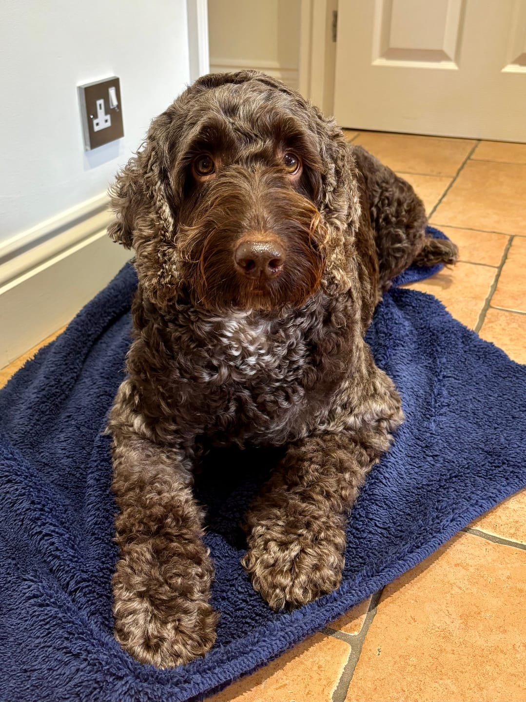 Customer photo review of Dog Shampoo