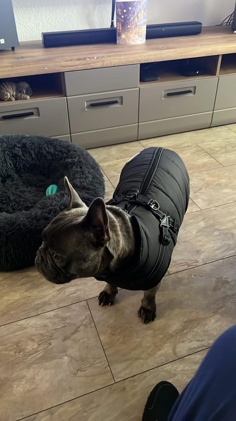 Customer photo review of Emmalove - Wasserdichter Hundemantel Extreme