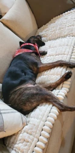 Customer photo review of LuxeLounge™ Couch Cover - Premium Protection Dogs Love