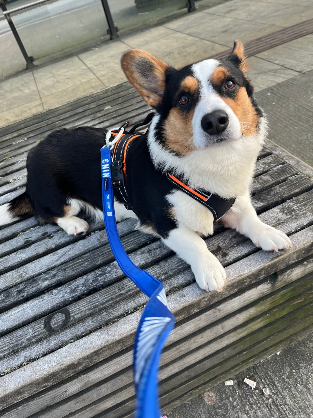 Customer photo review of Awareness Multi-Way Lead