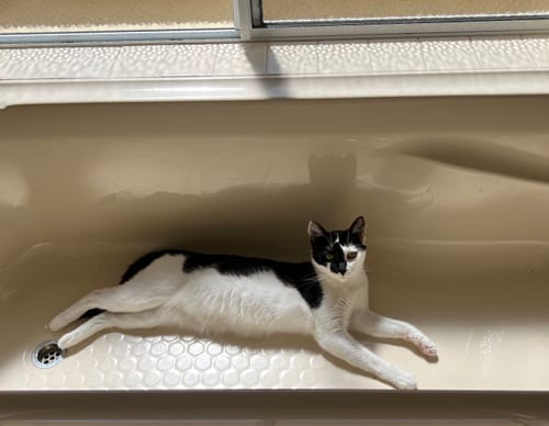 Customer photo review of Fit Litter PLUS - 3 month supply - 1 cat