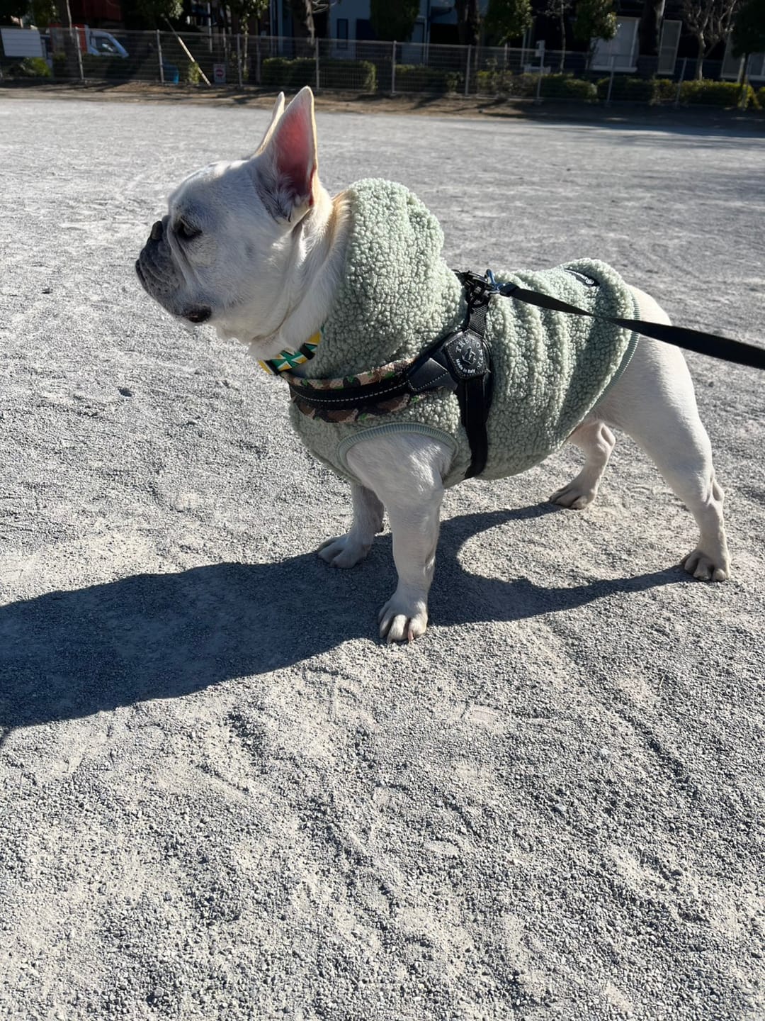 Customer photo review of Teddy Sherpa Dog Jacket - Light Green