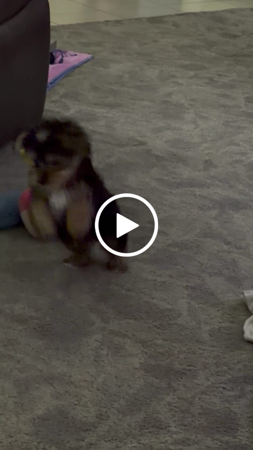 Customer video review of [BEST SELLER] Calming Duck Dog Toy