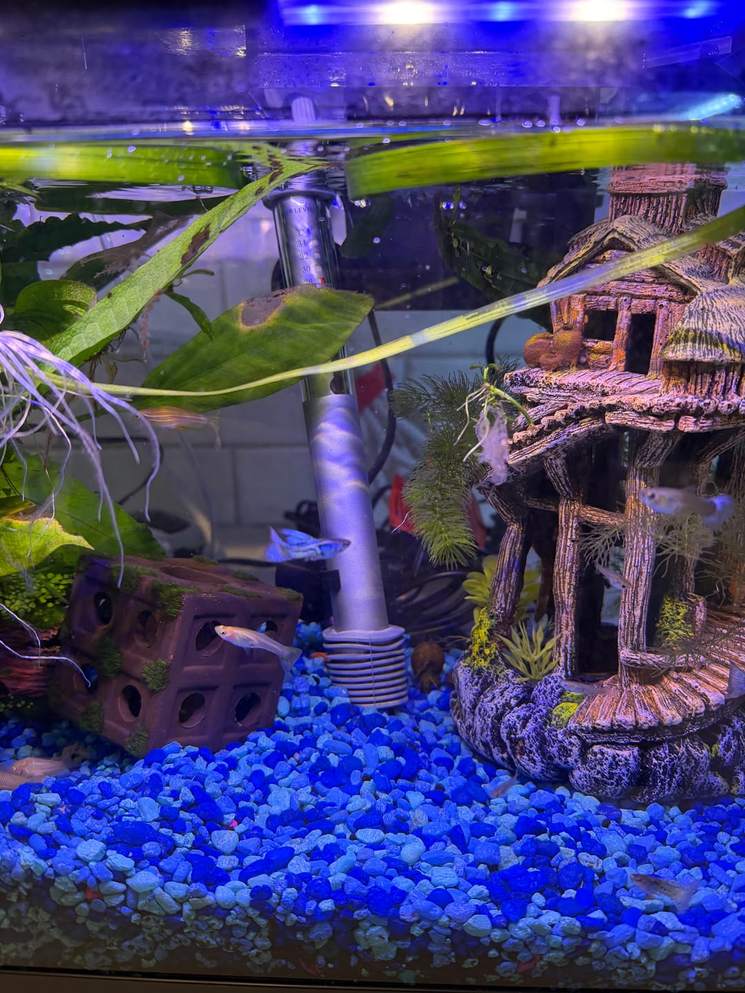 Customer photo review of Blue Grass Fancy Guppy Fish