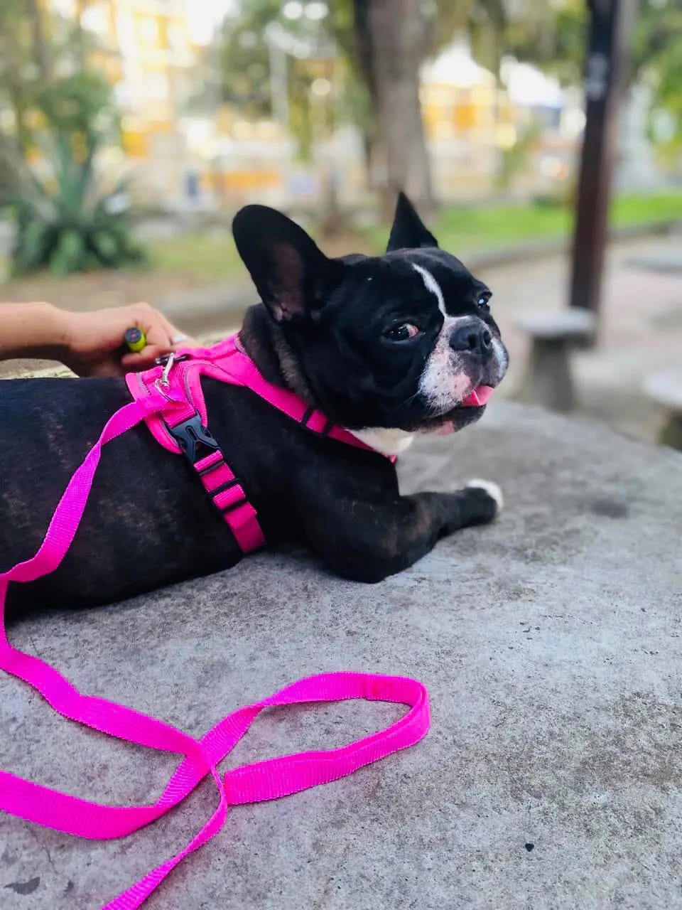 Customer photo review of Harness and Leash Set for Small Dog and Cat