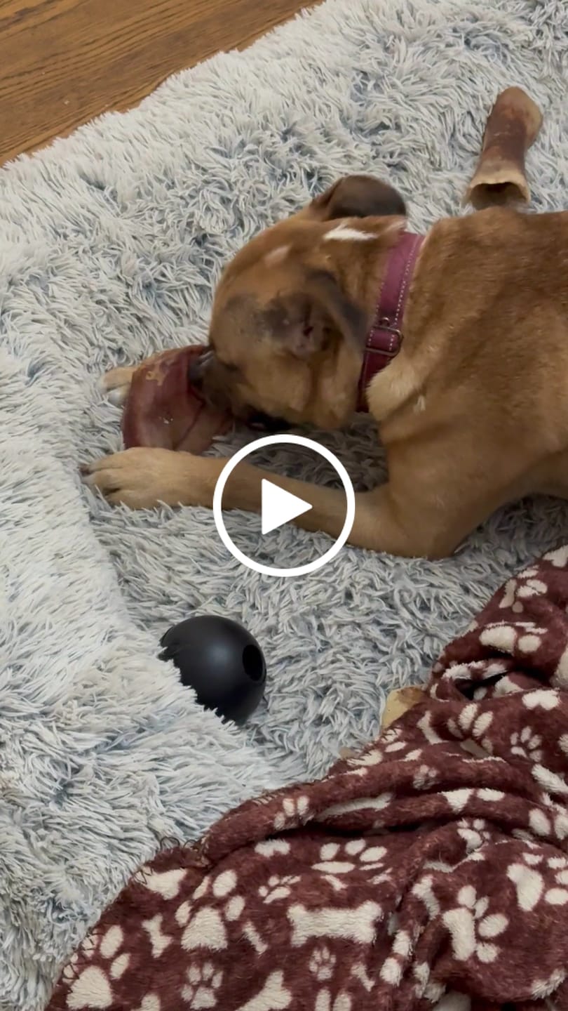 Customer video review of Pig Ears