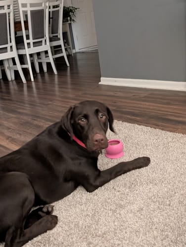 Customer photo review of Freezball - Durable Fillable Dog Chew Bone