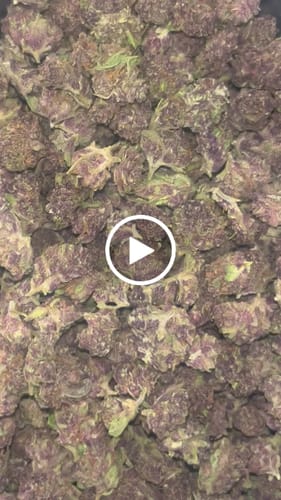 Customer video review of Tropicana Cherry THCA Smalls