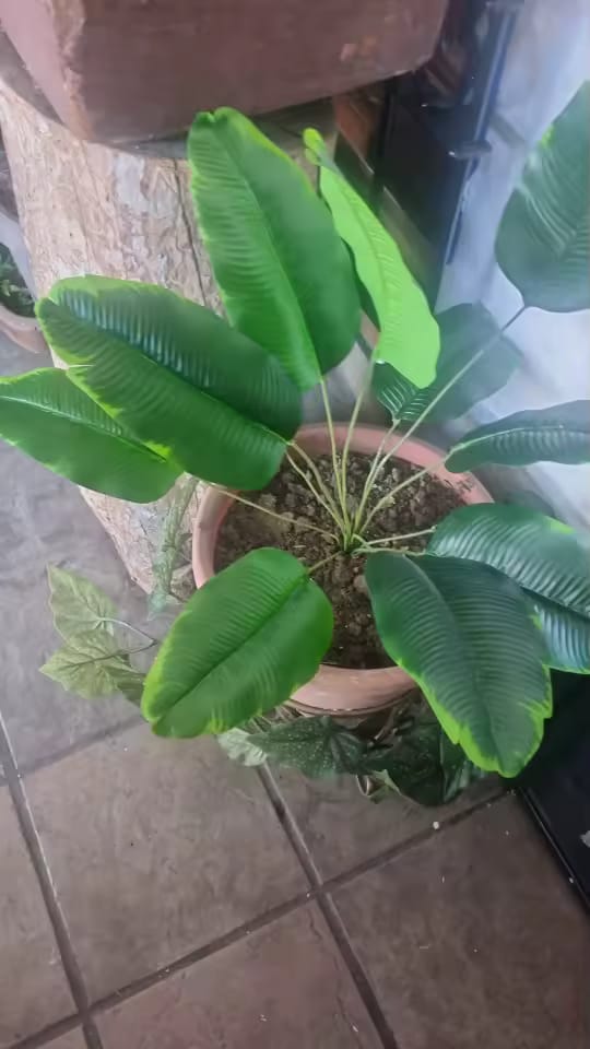 Customer photo review of Large Artificial Palm Tree – Real Touch Banana Plant
