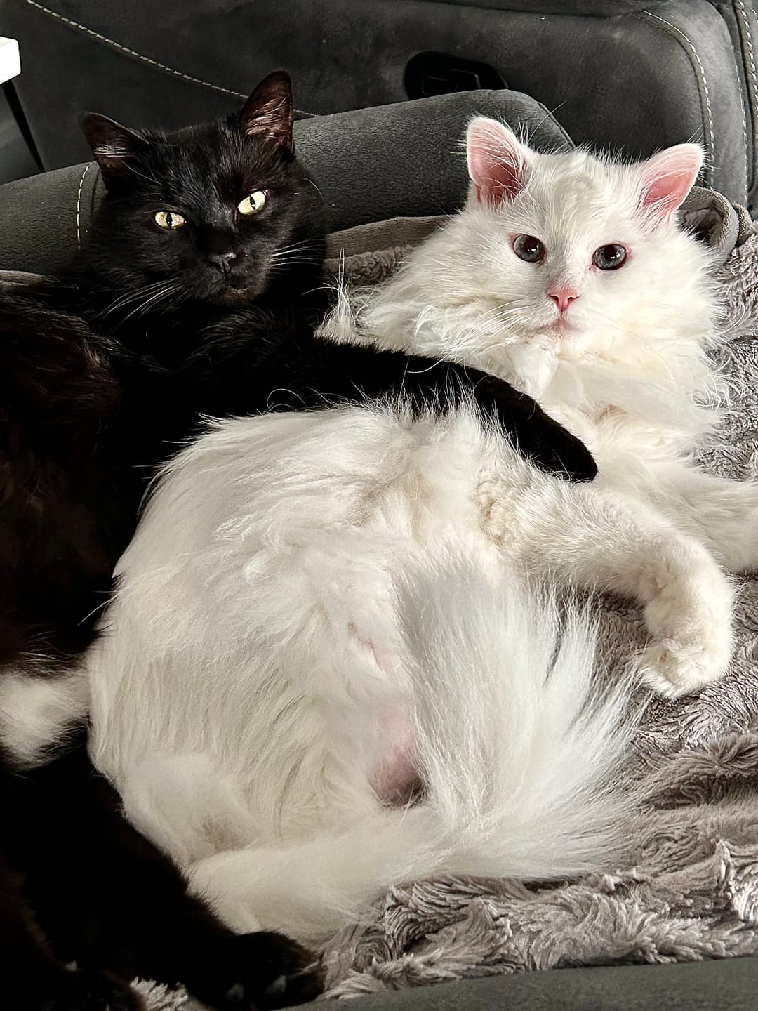 Customer photo review of COMBO POILS pour chiens et chats: TOXY, PEASY