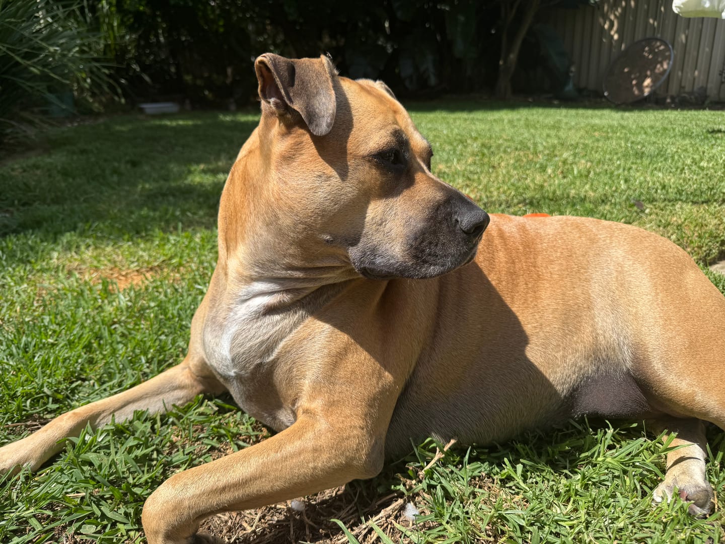 Customer photo review of Primal Raw Green Tripe | Immune & Digestive Health Dogs & Cats