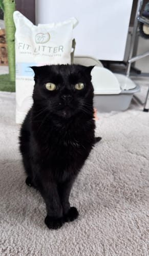 Customer photo review of Fit Litter