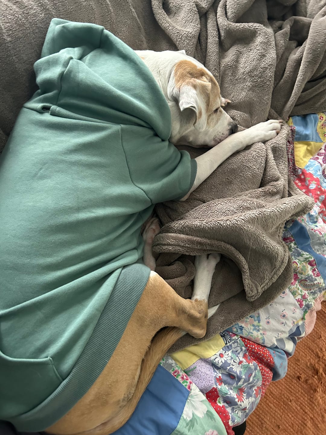 Customer photo review of Essential Dog Hoodie - Teal