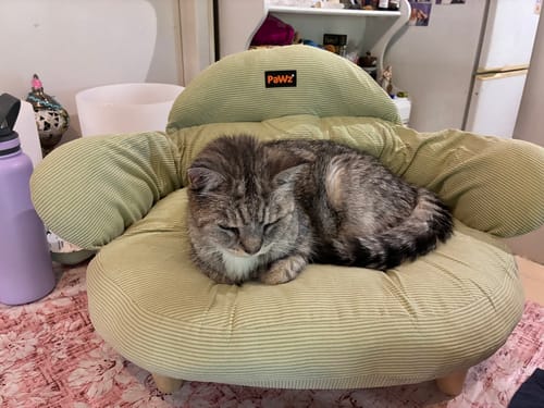 Customer's grey cat curled up sleeping in the green striped CloudNest Elevated Pet Sofa Bed on a table.
