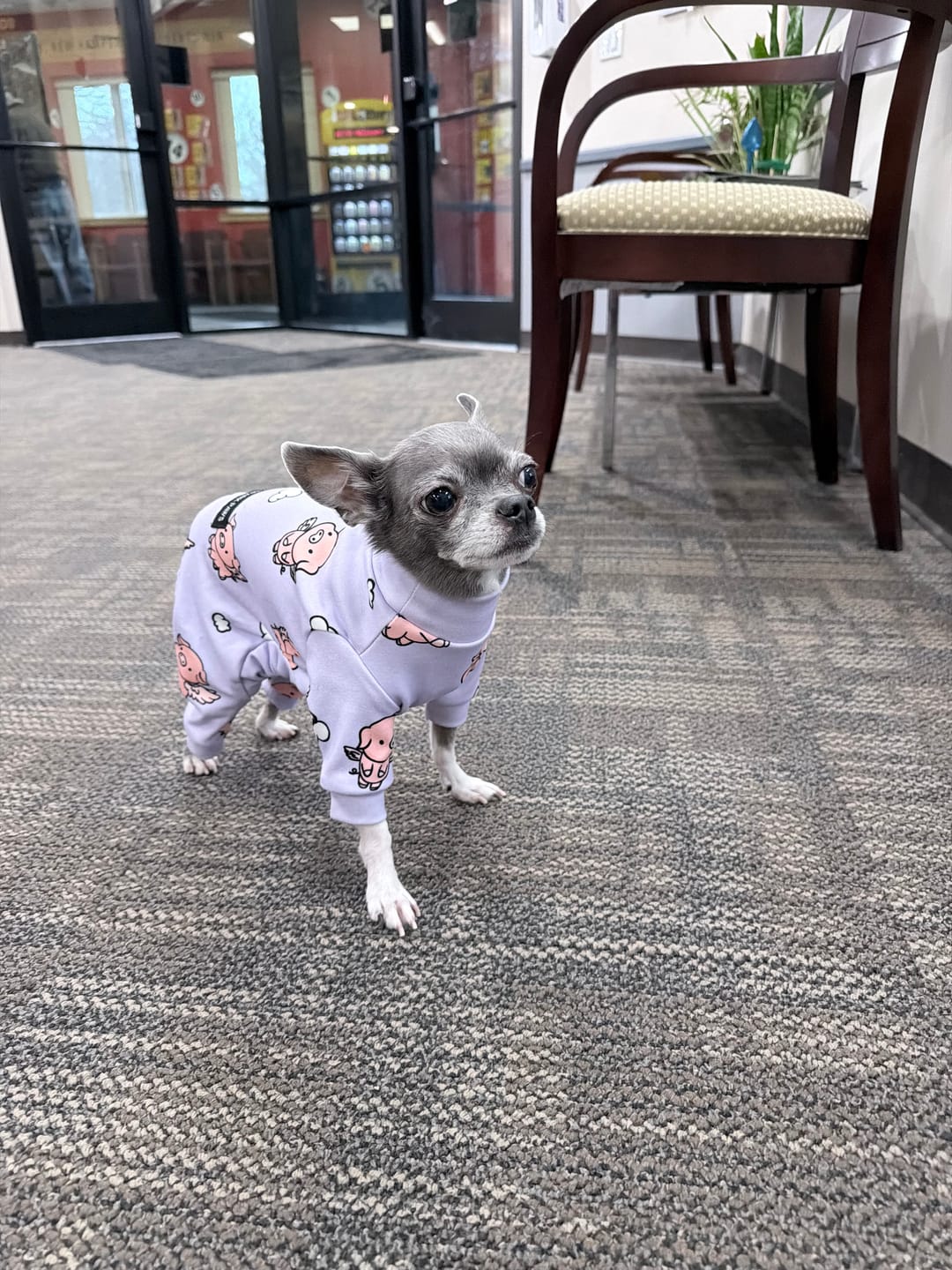 Customer photo review of Dog Pajama - Avocado
