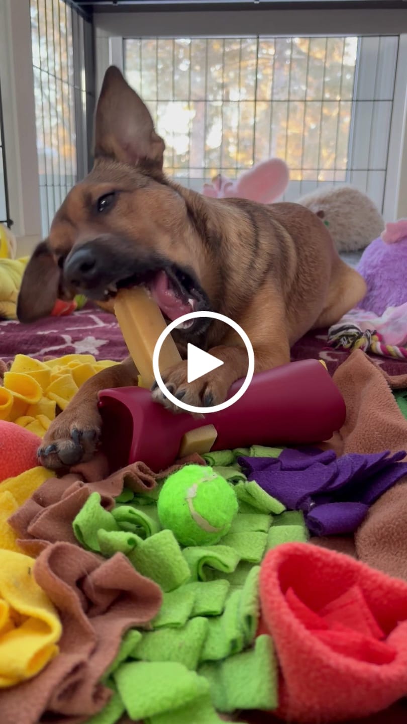 Customer video review of Bully Stick Safety Holder