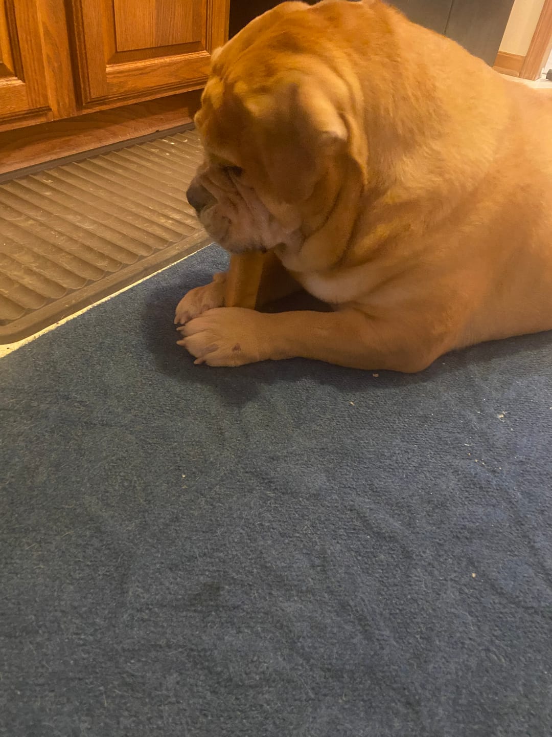 Customer photo review of Himalayan Yak Chew (MEGA)