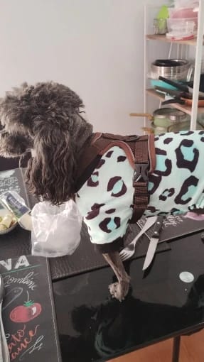 Customer photo review of Harness and Leash Set for Small Dog and Cat