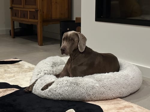 Customer photo review of Coussin Apaisant pour Chien - CoconRelax : Un Confort Inégalé