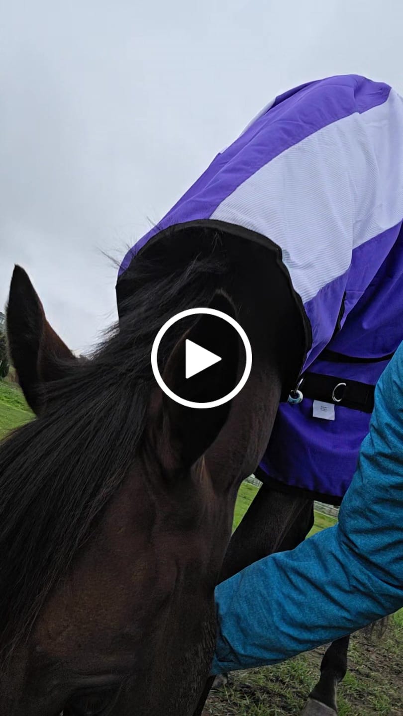 Customer video review of NZ Tack WaterProof Mesh CrossOver Combo Purple