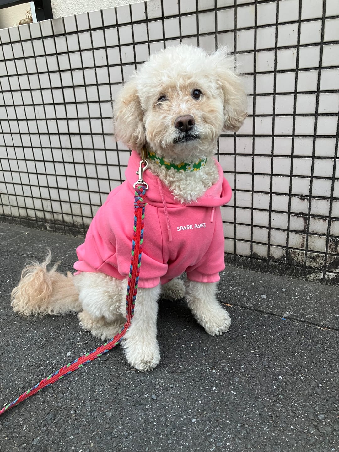 Customer photo review of Essential Dog Hoodie - Blush Pink