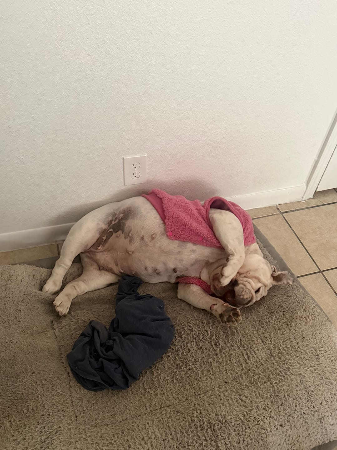Customer photo review of Teddy Sherpa Dog Jacket - Dark Pink