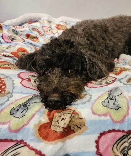 Customer photo review of Dog Blankie - My Fur Ever Love