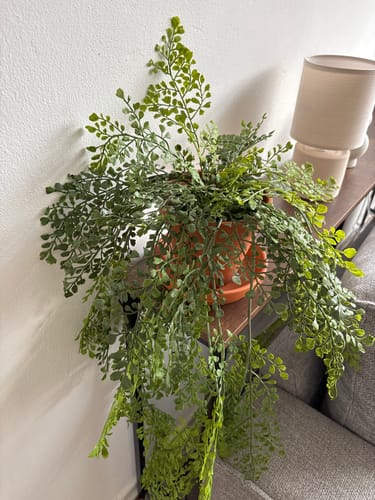 Customer photo review of Adianthum Kunst Hangplant 110cm