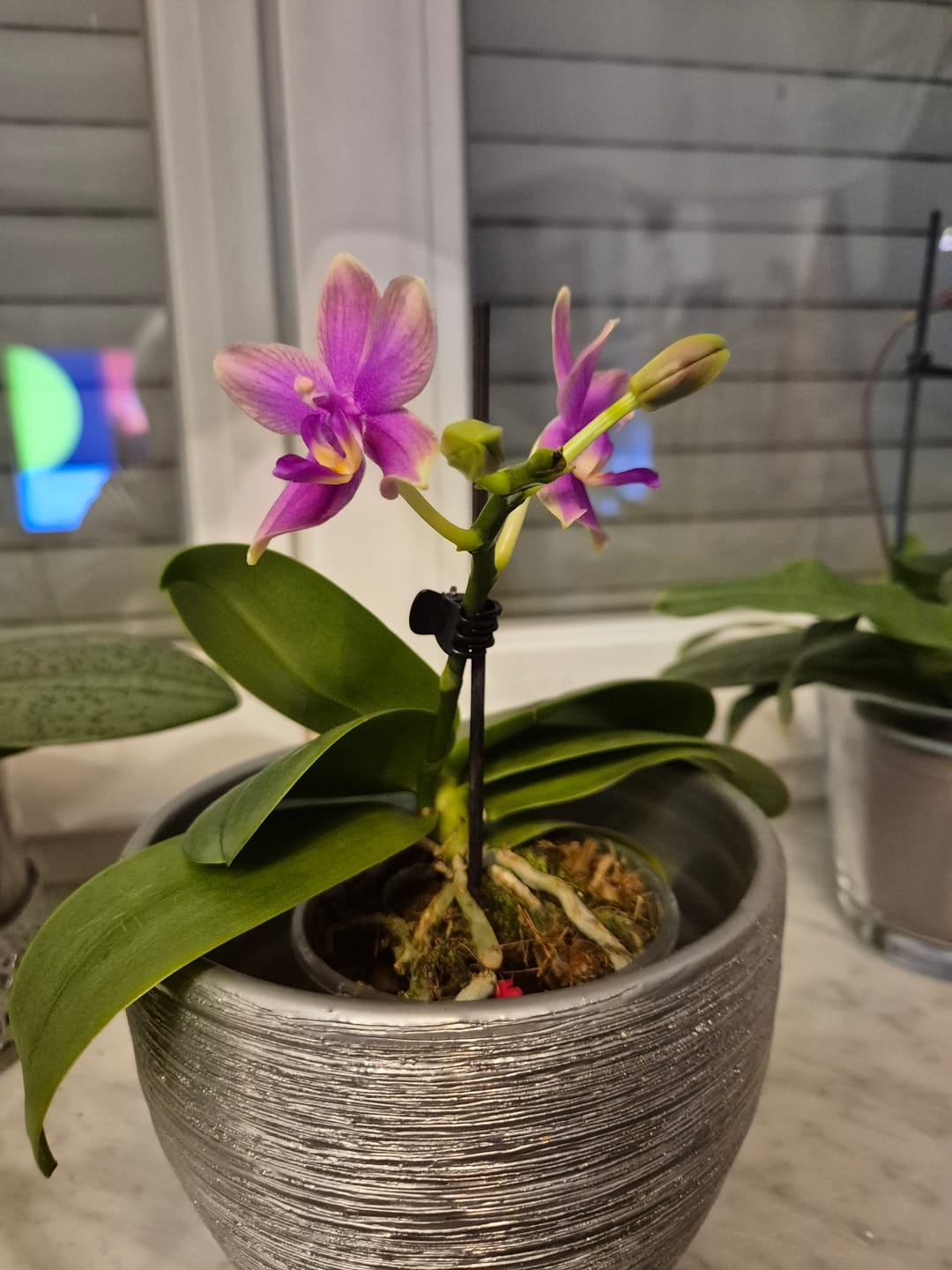 Customer photo review of Bonsai Duftorchidee botanic Love Potion mit lila Blüten und 1 Rispe
