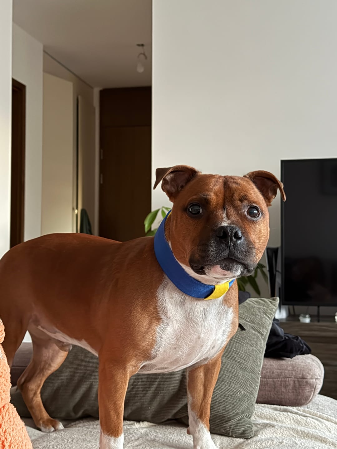 Customer photo review of Staffordshire Bull Terrier 1935® Nylon Collar - Royal Blue & Yellow - UK Flag