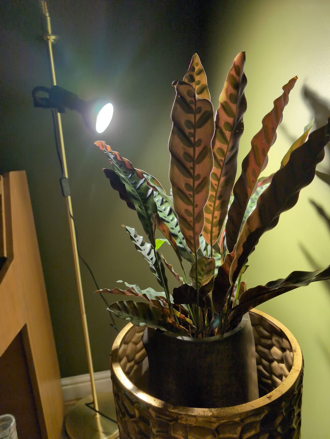 Customer photo review of Pianta Grow Light and Stelo Clip-On Bulb Holder Bundle