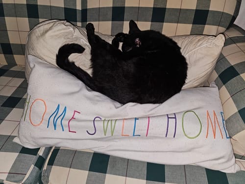 Customer photo review of 5x Blisso Advanced Cat Probiotic (Buy 2 Get 3 Free)