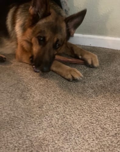 A customer's German Shepherd lies on a carpet while chewing on a 12 Inch Monster Bully Stick.